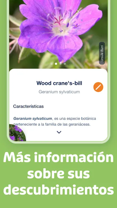 Captura 3 de Flora Incognita